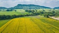 Farm Sunhemp flowers. Beautiful yellow flowers field Royalty Free Stock Photo