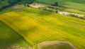 Farm Sunhemp flowers. Beautiful yellow flowers field Royalty Free Stock Photo