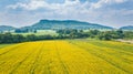 Farm Sunhemp flowers. Beautiful yellow flowers field Royalty Free Stock Photo