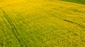 Farm Sunhemp flowers. Beautiful yellow flowers field Royalty Free Stock Photo