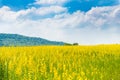 Farm Sunhemp flowers. Beautiful yellow flowers field Royalty Free Stock Photo