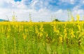 Farm Sunhemp flowers. Beautiful yellow flowers field Royalty Free Stock Photo