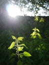 Farm: sunlit nettles in field