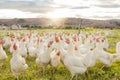 Farm, sustainability and chicken flock on farm for organic, poultry and livestock farming. Lens flare with hen, rooster Royalty Free Stock Photo