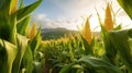 farm sweet corn in field