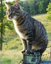 Farm tabby cat sitting on fence Royalty Free Stock Photo