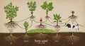 Farm Table Crop Rotation System Diagram with Cow and Root Structure
