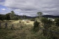 Farm in Tasmania, Australia Royalty Free Stock Photo