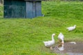 Farm with three white geese by a pond with water surrounded by wild green grass