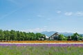 Farm Tomita, Furano, Hokkaido, Japan Royalty Free Stock Photo