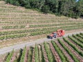 Farm tractor spraying pesticides & insecticides herbicides over green vineyard field