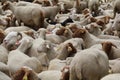 Farm of trimmed white and brown sheep and rams