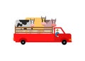 Farm truck with cows. Farmer is carrying cattle in truck Royalty Free Stock Photo