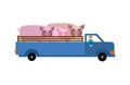 Farm truck with pigs. Farmer is carrying cattle in truck