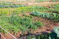 Vegetable garden with beds of beets, cabbage, onions and spinach