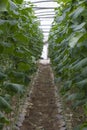 Farm and vegetable gardens and greenhouses near the dead sea Royalty Free Stock Photo