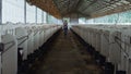 Farm vet holding tablet computer walking along feedlots in countryside barn. Royalty Free Stock Photo