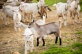 farm in the village, a herd of goats walks on the grass, little goats play, summer, green grass, good weather