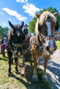 Farm Wagon Horses at Landis Valley