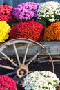 Farm Wagon Wheel and Mums Royalty Free Stock Photo