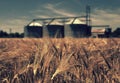 Farm, wheat field with grain silos for agriculture