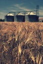 Farm, wheat field with grain silos for agriculture