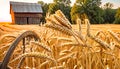 Farm wheat field harvest wagon wheel barn