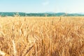 Farm wheat fields