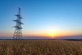 Farm wheat fields at sunrise Royalty Free Stock Photo