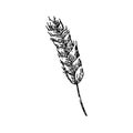 farm wheat sketch hand drawn vector