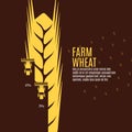 Farm wheat vector illustration