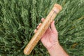 Farm worker and agronomist holding a plastic tube with harvest oat crop seed sample in cultivated field