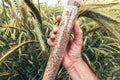 Farm worker agronomist holding plastic tube with rye grain sample