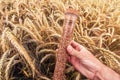 Farm worker agronomist holding plastic tube with wheat grain sample