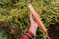 Farm worker agronomist holding plastic tube with wheat grain sample