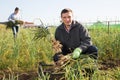 Farm worker arranging green garlic in crates