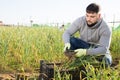 Farm worker arranging green garlic in plastic crate