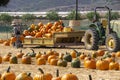 Farm worker carries pumpkins to the fields during a Harvest Festival