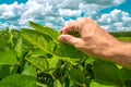 Farm worker controls development of soybean plants Royalty Free Stock Photo