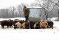 Farm worker feeding pigs