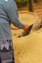 Farm worker is flicks rice in the tray. Royalty Free Stock Photo