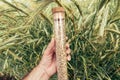 Farm worker holding plastic tube with wheat grain sample Royalty Free Stock Photo