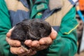 Farm worker holding a small black rabbit in his hands Royalty Free Stock Photo