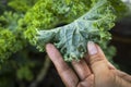 Farm worker inspecting aphid pest