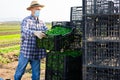 Farm worker in medical mask arranging crates with corn salad