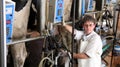 Farm Worker Milking Cows