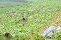 Farm Worker Royalty Free Stock Photo