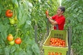 Farm worker picking tomato