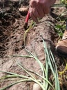 Farm worker planting leeks. Subsistence farming. Agrarian environment, Spain. A man working in the field, peasant.