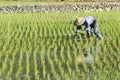Farm worker planting on paddy rice field . Royalty Free Stock Photo
